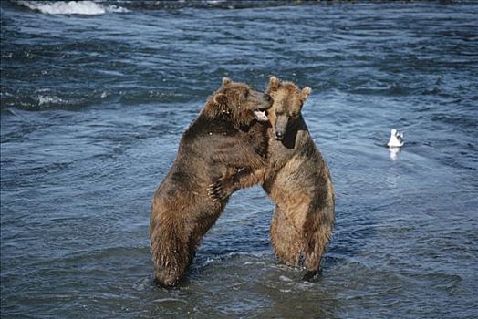 大灰熊,棕熊,河,阿拉斯加