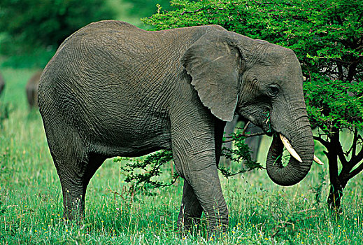 非洲,大象,站立,旁侧,树,塞伦盖蒂,坦桑尼亚