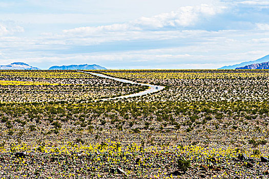 死谷国家公园的野花
