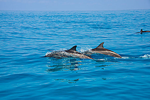 宽吻海豚,岛屿,索科特拉岛,也门,亚洲
