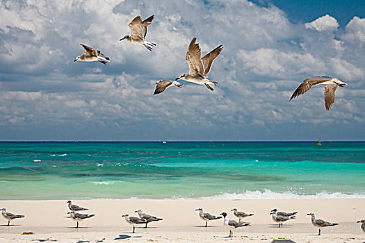 海鸥,加勒比,海岸,靠近,干盐湖,卡门,墨西哥,北美