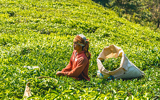 男青年,采茶,收获,挑选,茶,茶园,培育,金马伦高地,马来西亚,亚洲