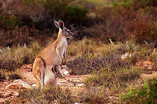 大灰袋鼠,灰袋鼠,幼兽,育儿袋,国家公园,西澳大利亚