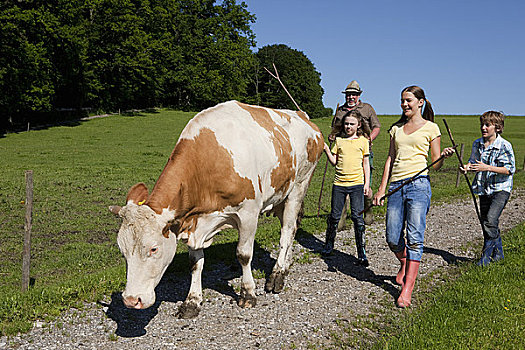 农民,家庭,驾驶,母牛,家