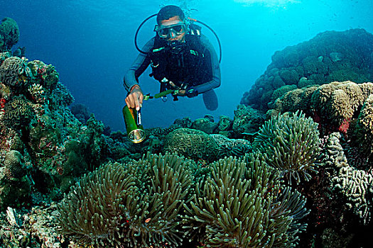 潜水,葵鱼,马尔代夫,印度洋