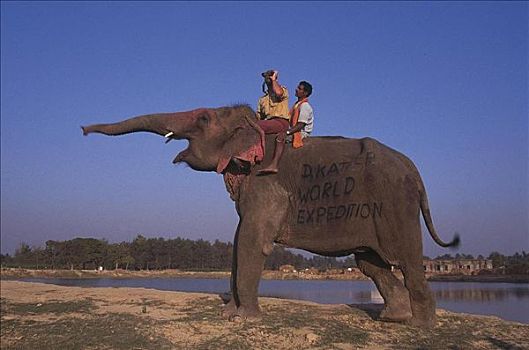 大象,哺乳动物,游客,乘,探险,尼泊尔,亚洲,动物
