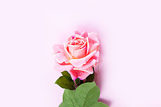 紫罗兰,盛开,玫瑰,一个,粉色,玫瑰花,粉色背景
