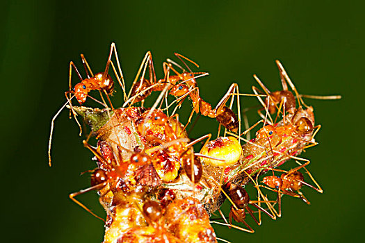 黄色,疯狂,蚂蚁,群,保护,鳞片,昆虫,圣诞节,岛屿,国家公园,澳大利亚