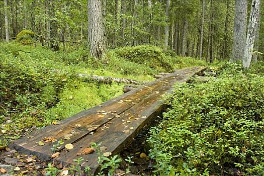 木板,树林,国家公园,芬兰,欧洲