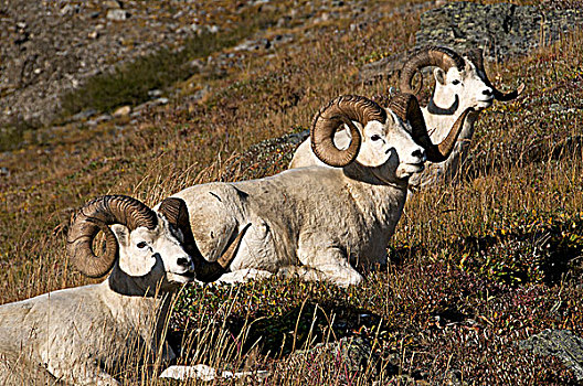 带,野大白羊,雄性,白大角羊,放松,岩石,山坡,阿拉斯加,北美