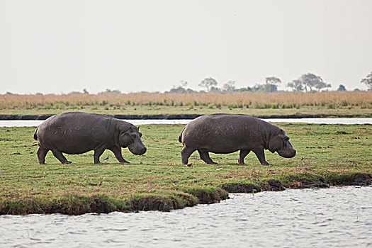 河马,乔贝国家公园,博茨瓦纳,非洲