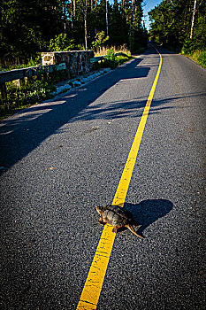 鳄龟,道路,普利茅斯,马萨诸塞