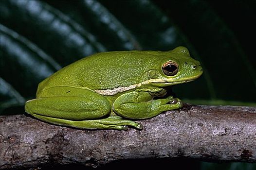 绿树蛙