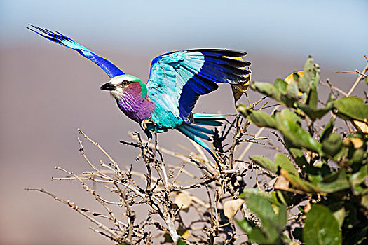 紫胸佛法僧鸟,紫胸佛法僧,降落,林波波河,南非