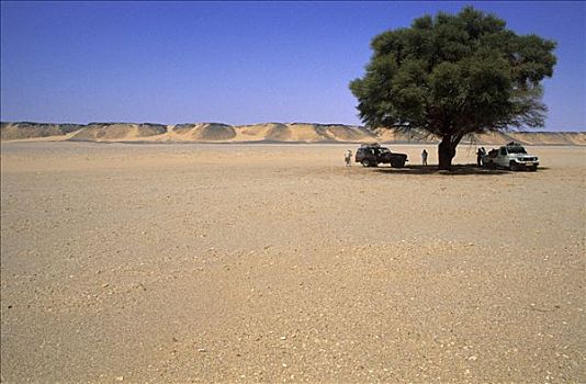 刺槐,沙漠,山谷,利比亚