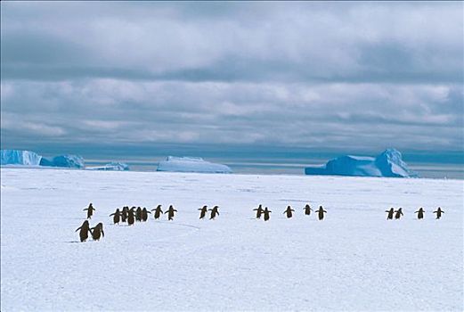 阿德利企鹅,走,排列,湾,南极