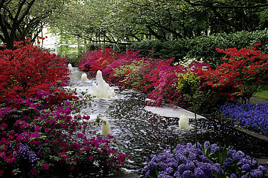 荷兰,靠近,阿姆斯特丹,库肯霍夫花园,喷泉,杜鹃花