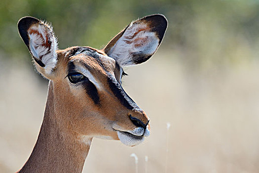 黑脸高角羚,黑斑羚,成年,女性,埃托沙国家公园,纳米比亚,非洲