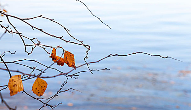 秋天,枯叶,沿岸,树,反射,寒冷,蓝色,安静,湖水