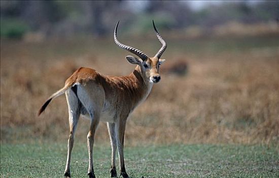 水羚,雄性,莫雷米禁猎区,博茨瓦纳