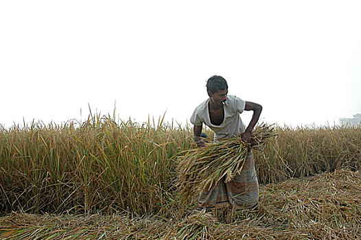 农民,切,孟加拉,早晨
