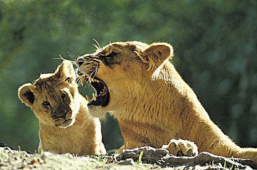 非洲狮,狮子,幼兽,狰狞,马赛马拉,公园,肯尼亚