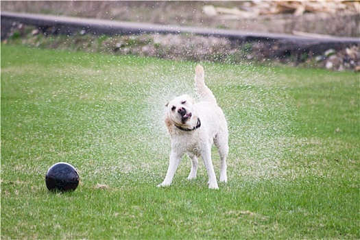 狗,拉布拉多犬,水