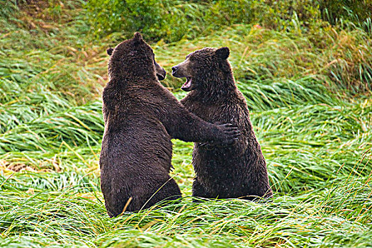 阿拉斯加,卡特迈国家公园,沿岸,棕熊,兄弟,打斗,嘲弄,争斗
