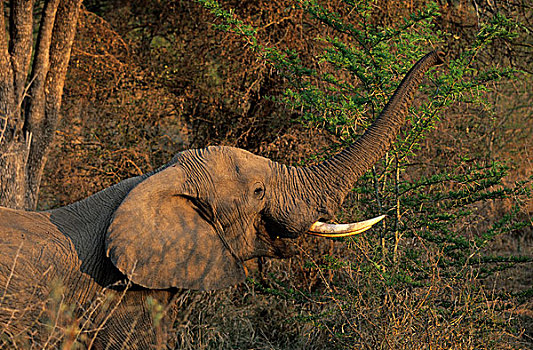 非洲象,克鲁格国家公园,南非,非洲
