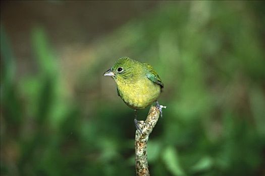 丽色彩鹀,丽彩鹀,女性,瑞欧格兰山谷,德克萨斯