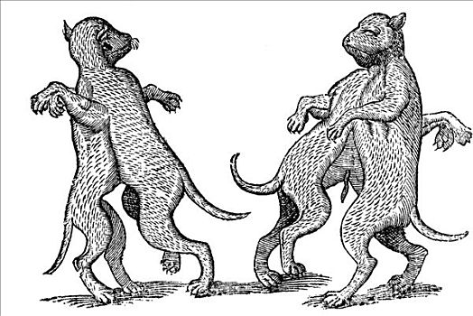 木刻,犬属,狗,一个,头部,两个,1642年,文艺复兴