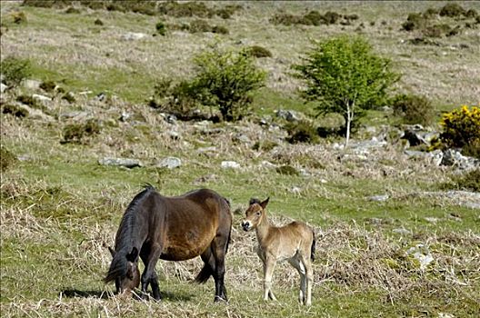 小马,达特姆尔高原,国家公园,德文郡,英格兰