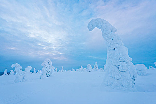积雪,树,国家公园,拉普兰,芬兰,欧洲