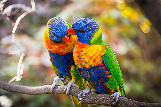 一对,两个,彩虹鹦鹉,坐,枝头,鸟嘴,彩虹,俘获,澳大利亚