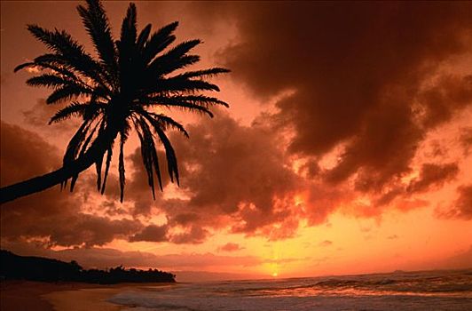 棕榈树,日落,瓦胡岛,夏威夷,美国