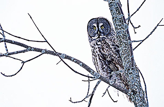 乌林鸮,冬天,安大略省,加拿大
