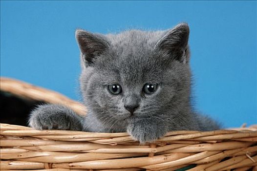 英国短毛猫,猫,小猫,蓝色
