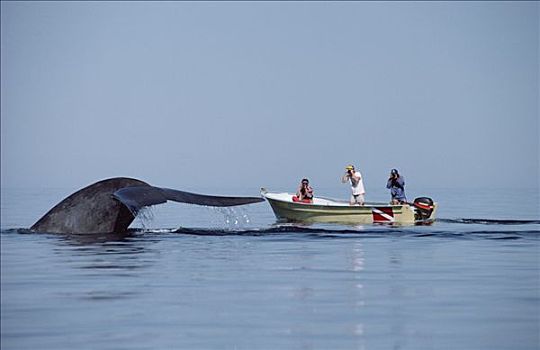 蓝鲸,研究人员,科特兹海,墨西哥
