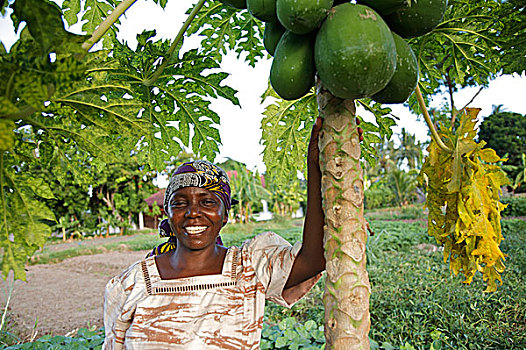 站立,靠近,木瓜,农作物,农场,坦桑尼亚,十二月,2008年