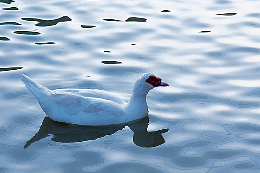 一只鸭子在水面