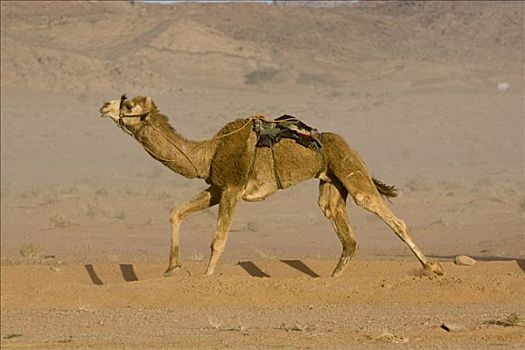 骆驼,骑乘,赛骆驼,沙漠,瓦地伦,约旦,中东