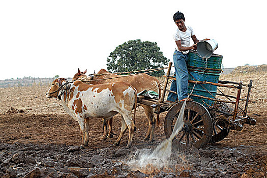 印度,浇水,地点,阉牛,手推车,渡轮,水,乡村,河流,一月,2007年