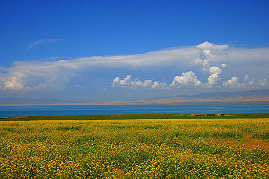 青海省海南藏族自治州青海湖一带油菜花