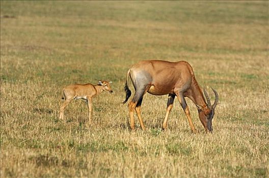 转角牛羚,年轻,一个,马赛马拉,肯尼亚,非洲