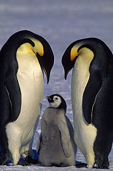 南极,冰架,帝企鹅,一对,幼禽,展示