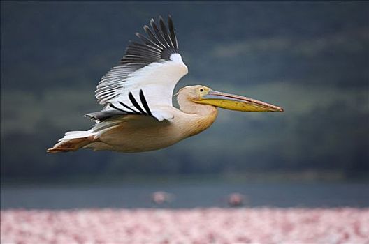 白鹈鹕,飞跃,火烈鸟,纳库鲁湖,肯尼亚,非洲
