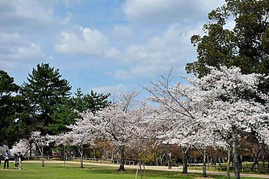 京都耐良赏樱