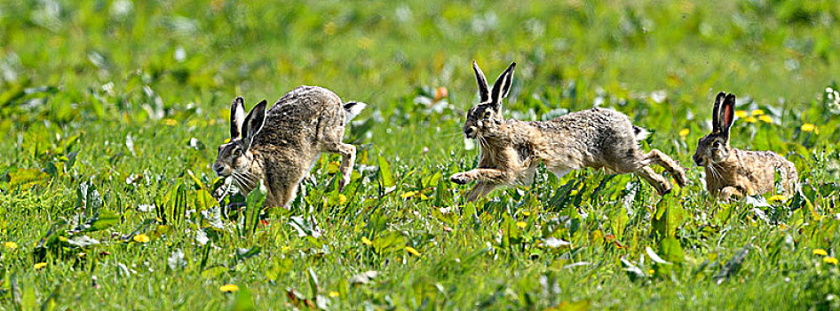 三个,欧洲,野兔,欧洲野兔,跑,上方,草地,特塞尔,北荷兰,荷兰