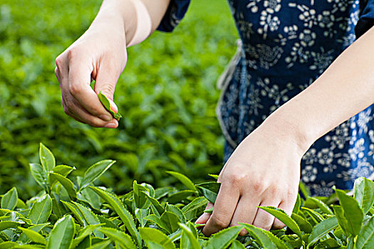 茶农在茶园采茶