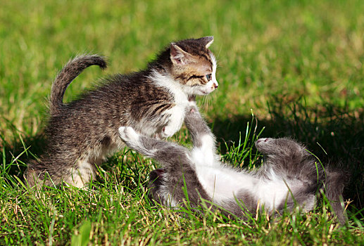 两个,小猫,玩,草坪